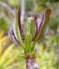Ternstroemia calycina