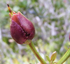 Ternstroemia calycina