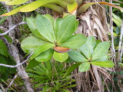 Ternstroemia calycina