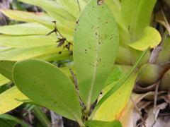 Ternstroemia calycina