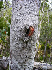 Ternstroemia calycina