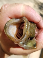 Micropterus warriorensis