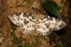Percnia luridaria