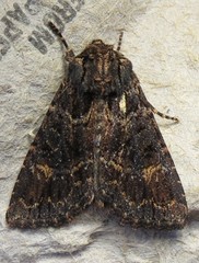 Aseptis binotata