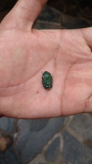 Euphoria westermanni