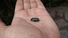 Euphoria westermanni