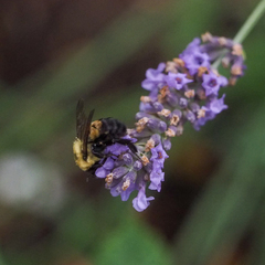 Bombus griseocollis
