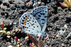Euphilotes ancilla