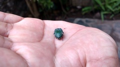 Euphoria westermanni