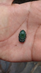 Euphoria westermanni