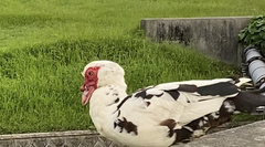 Cairina moschata domestica