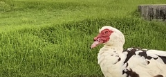 Cairina moschata domestica