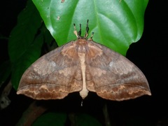Eupterote muluana