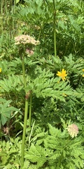 Ligusticum canbyi