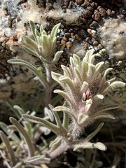 Castilleja nana