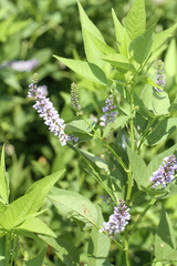 Orbexilum onobrychis