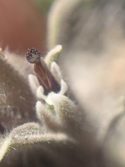 Castilleja nana