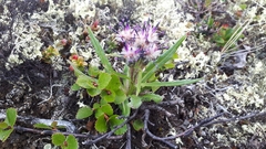 Saussurea angustifolia