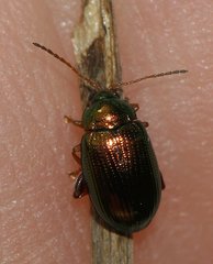 Crepidodera aurea