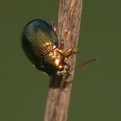 Crepidodera aurea