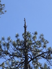 Melanerpes lewis