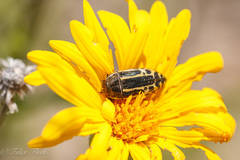 Acmaeodera scalaris