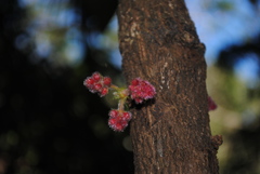 Davidsonia jerseyana