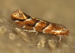 Lithocolletinae