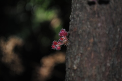 Davidsonia jerseyana