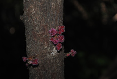 Davidsonia jerseyana