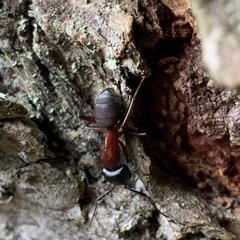 Camponotus vicinus