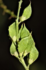 Orbexilum onobrychis