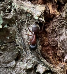 Camponotus vicinus
