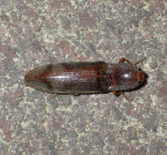 Stenagostus rhombeus