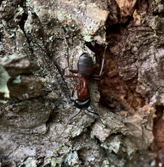 Camponotus vicinus