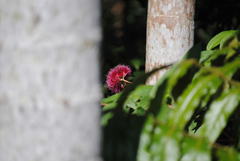 Syzygium wilsonii