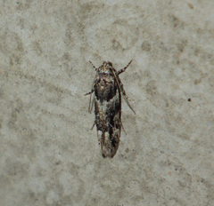 Recurvaria nanella
