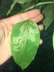 Amauromyza pleuralis