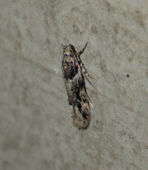 Recurvaria nanella