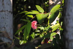 Syzygium wilsonii