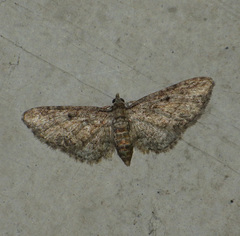 Eupithecia virgaureata
