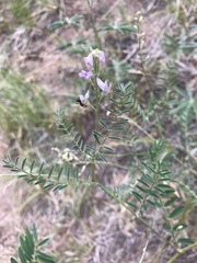 Astragalus flexuosus