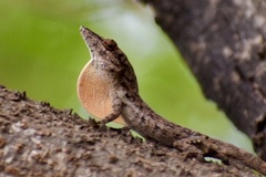 Anolis angusticeps