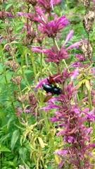Xylocopa tenuata
