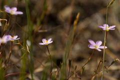 Leptosiphon ambiguus