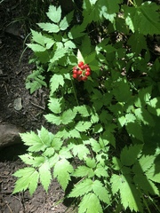 Actaea rubra rubra