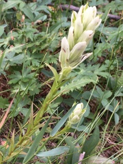 Castilleja parviflora
