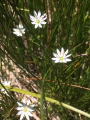 Stellaria longipes