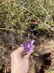 Brodiaea sierrae