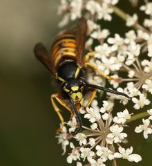 Vespula rufa